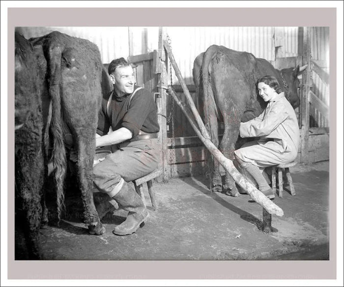 On the Land 17 - Husbandry - Milking Cows - VINTAGEARTREPRINTS.COM