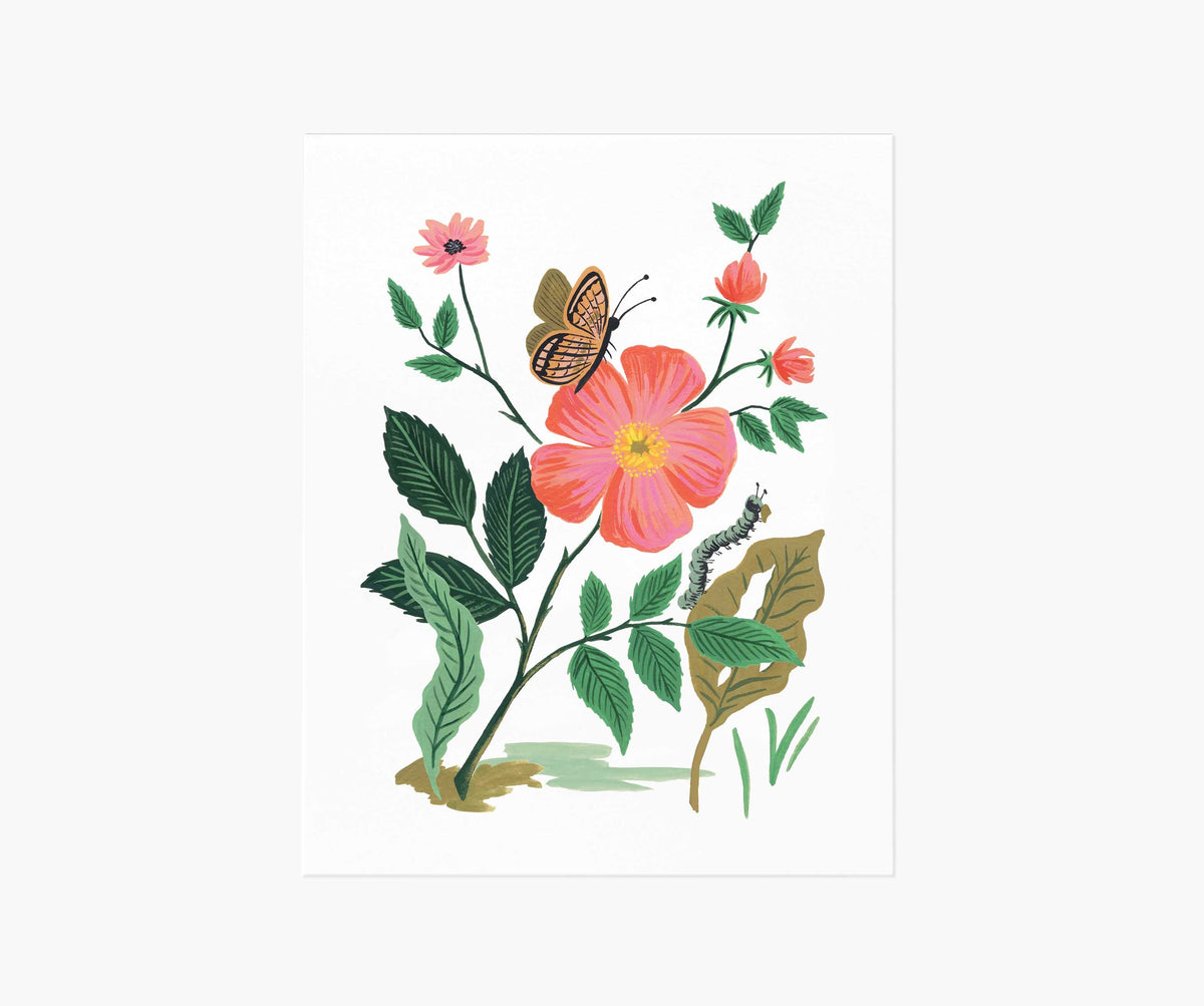 Garden Rose Art Print