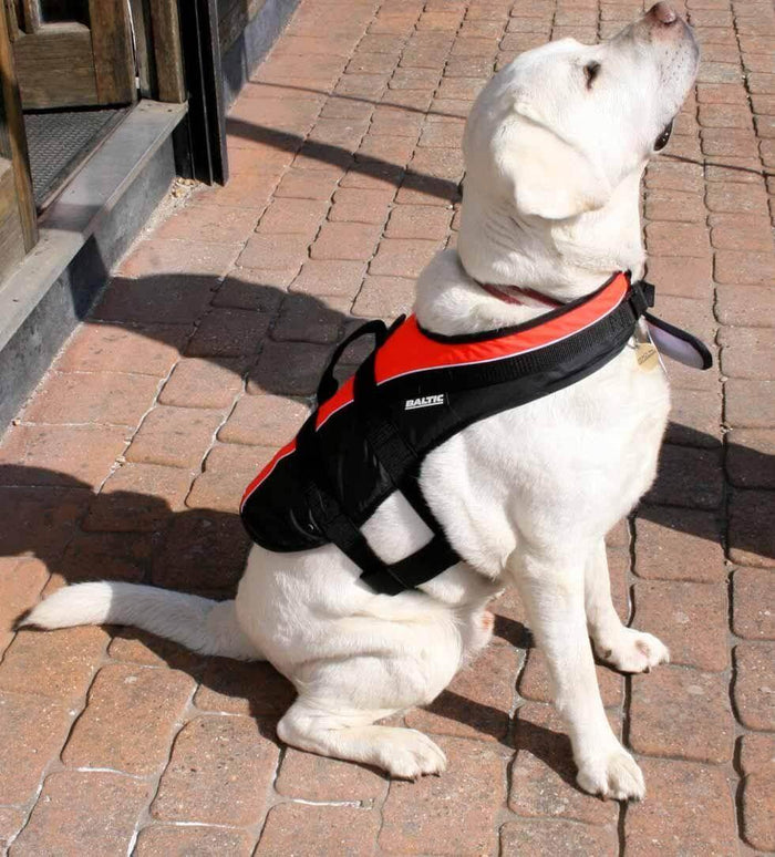 White dog wearing Baltic Dog Buoyancy Aid sitting on brick pavement outdoors.