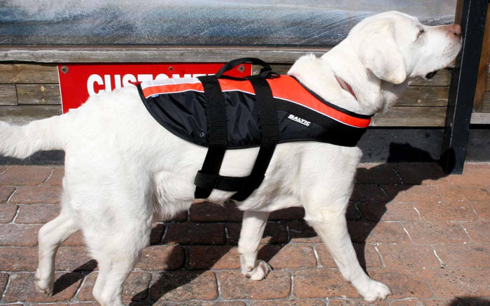 Labrador dog wearing Baltic dog buoyancy aid, black and red life jacket, outdoor setting