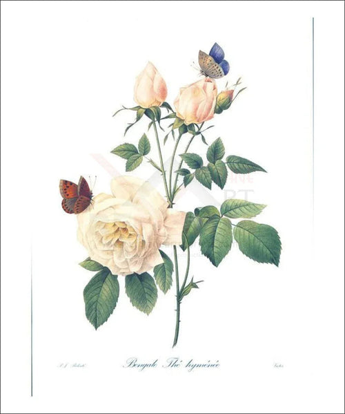 Bengale - The Hymenee Flower with Butterflies - VINTAGEARTREPRINTS.COM