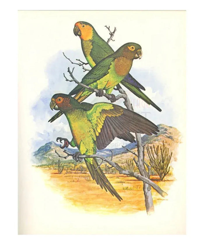 Brown Throated Conure - VINTAGEARTREPRINTS.COM