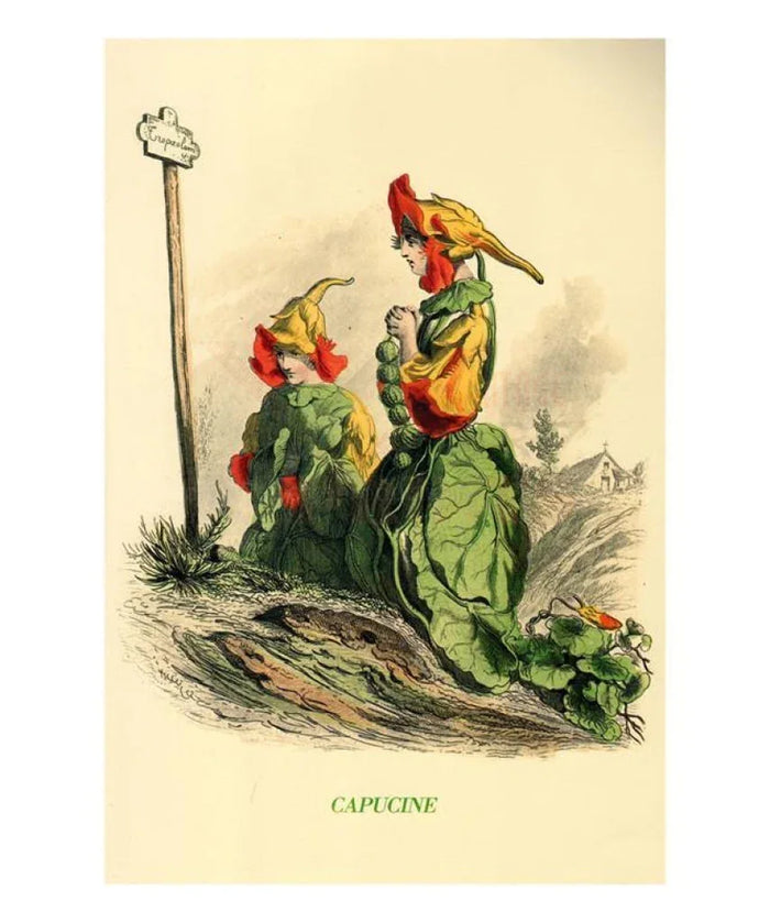 Capucine, animated flower - VINTAGEARTREPRINTS.COM