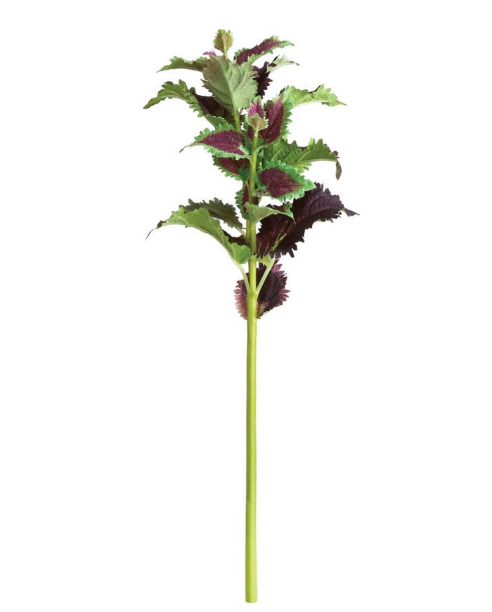 Coleus 22” Stem