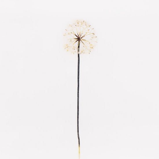 Dandelion Spray