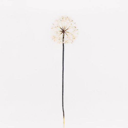 Dandelion Spray