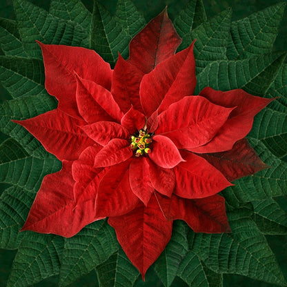 Dream Big Holiday T4877-5 Red or T4877-3-White or T48770-12 Pink Poinsettia Panel by Hoffman Fabrics