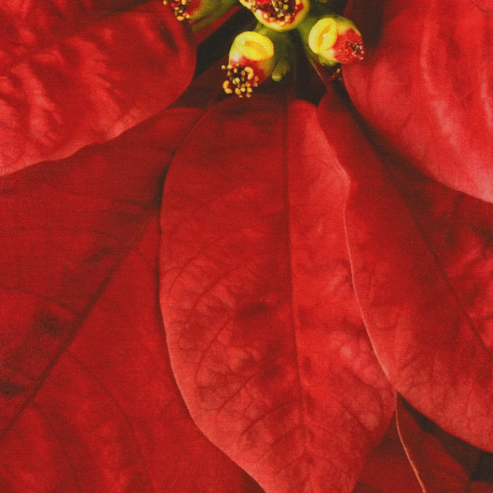 Dream Big Holiday T4877-5 Red or T4877-3-White or T48770-12 Pink Poinsettia Panel by Hoffman Fabrics