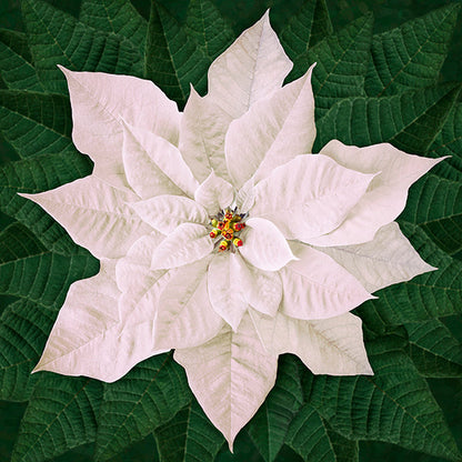 Dream Big Holiday T4877-5 Red or T4877-3-White or T48770-12 Pink Poinsettia Panel by Hoffman Fabrics