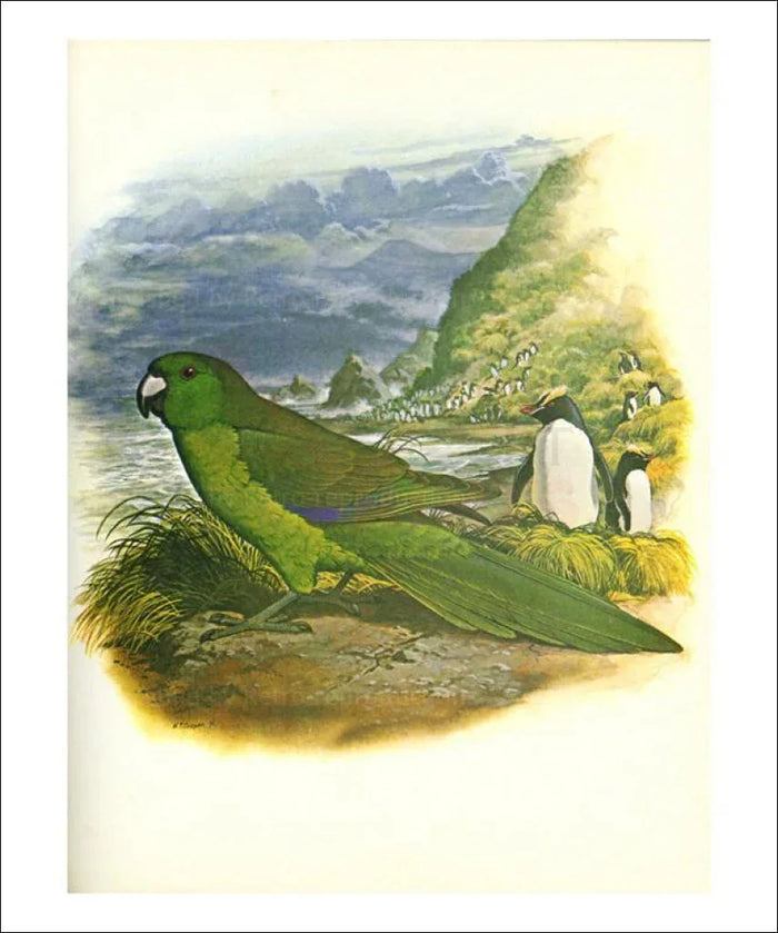 Green Parakeet no. 241 - VINTAGEARTREPRINTS.COM