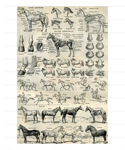 Horses - Chevaux - VINTAGEARTREPRINTS.COM