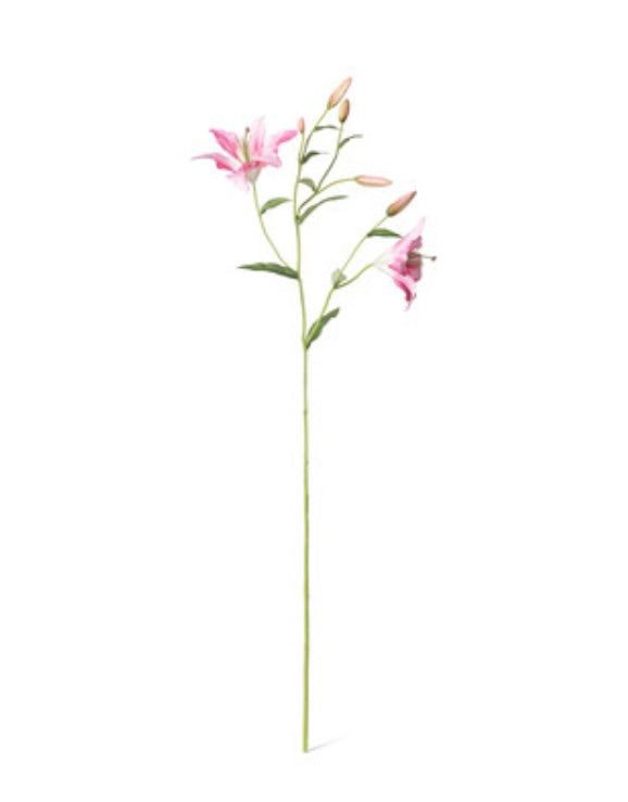 Oriental Lily Stem