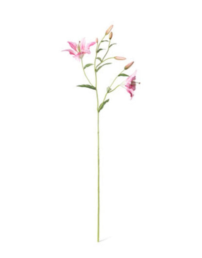 Oriental Lily Stem