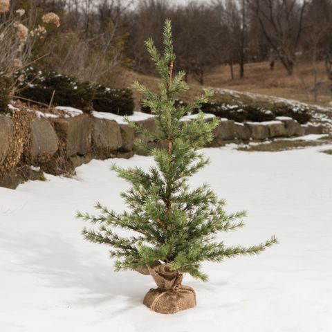 Pine Tree With Burlap Base 3'