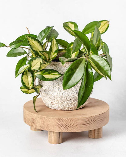 Round Reclaimed Wood Riser Stand | Made In USA: 4"