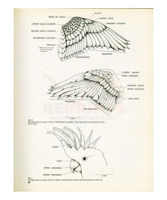 Wings and crown of a Parrot no. 23 - VINTAGEARTREPRINTS.COM
