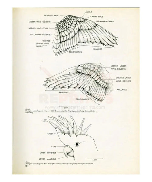 Wings and crown of a Parrot no. 23 - VINTAGEARTREPRINTS.COM